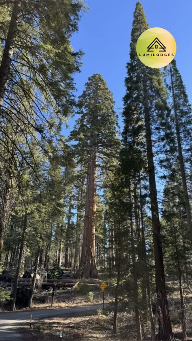 Reel cover: giant sequoias against a blue Yosemite sky, LumiLodges watermark.